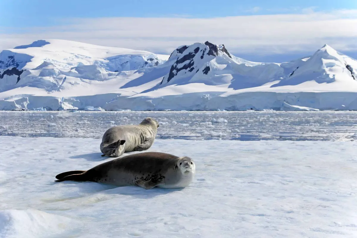 ภาพประกอบโปรแกรมวันที่ 6: Antarctic cruise