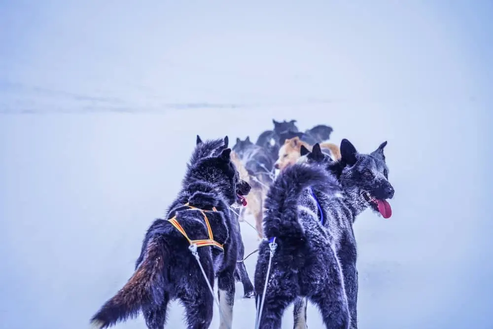 ภาพประกอบโปรแกรมวันที่ 7: Svalbard