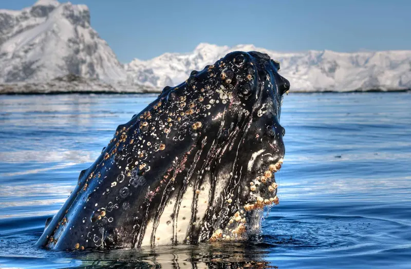 Antarctica Cruise